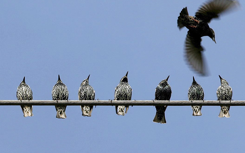 sos-για-τα-πτηνά-στη-γαλλική-επαρχία-2240389