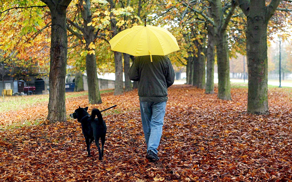 οπισθεν-για-τα-ζώα-συντροφιάς-2241328