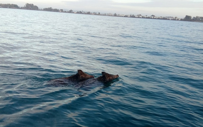 αγριογούρουνα-στα-ανοιχτά-του-ιονίου-2237987