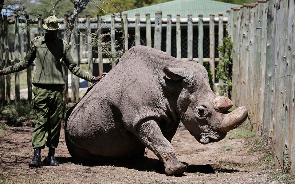 πέθανε-o-τελευταίος-αρσενικός-βόρειος-2239923