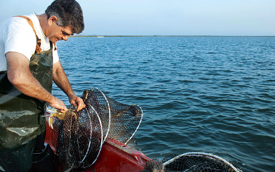 φρέσκια-καβουρόψιχα-made-in-greece-2239338