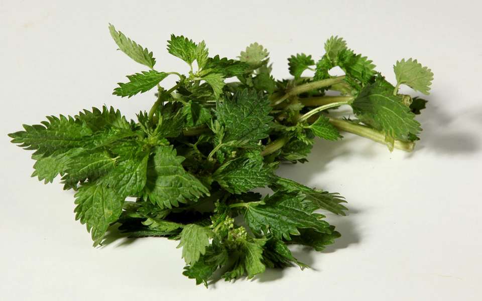 h-θαυματουργή-τσουκνίδα-2241740