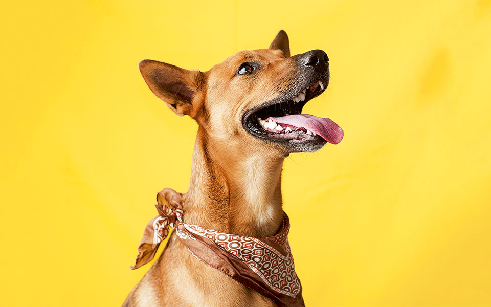 η-μισή-ανθρωπιά-2237751