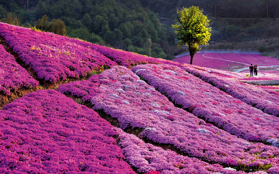 anhui-κίνα-2244082