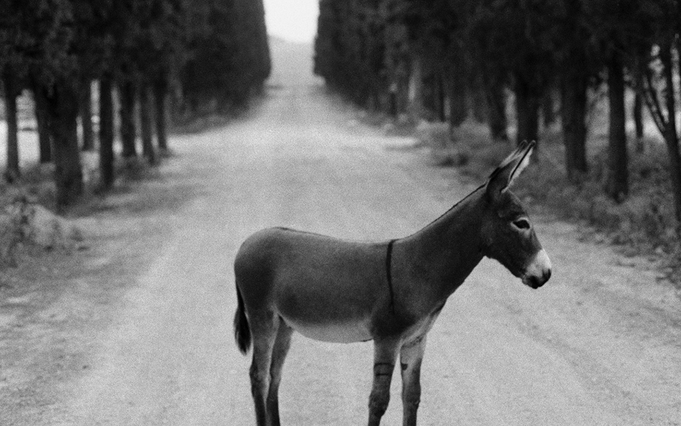 φωτογραφική-γεύση-από-την-ελλάδα-του-π-2244061