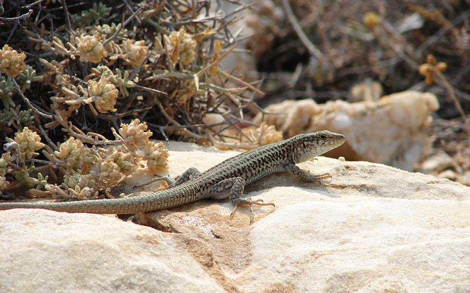 survivor-για-σαύρες-σε-νησίδες-2244558