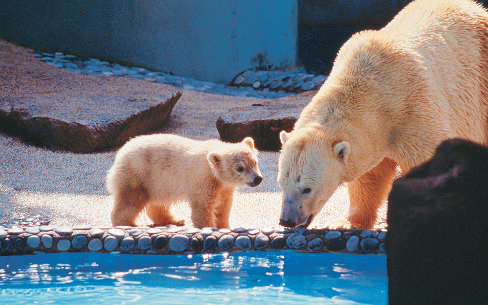 πέθανε-η-τροπική-πολική-αρκούδα-της-2246918