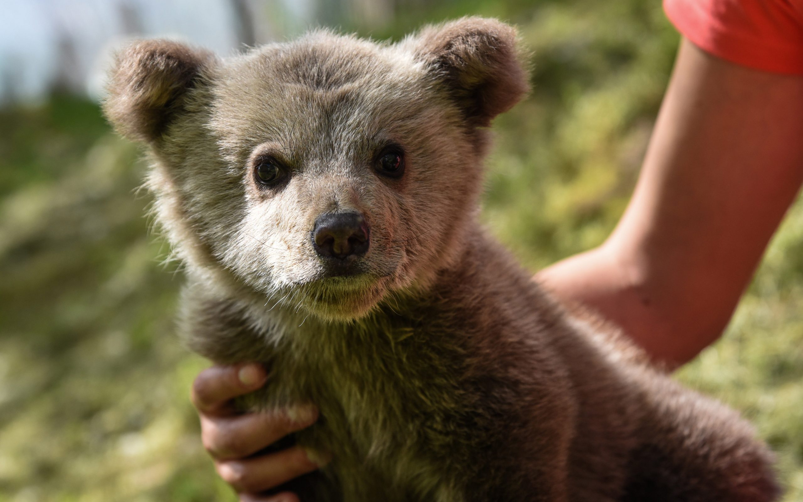 υπό-την-περίθαλψη-του-αρκτούρου-αρκ-2245495