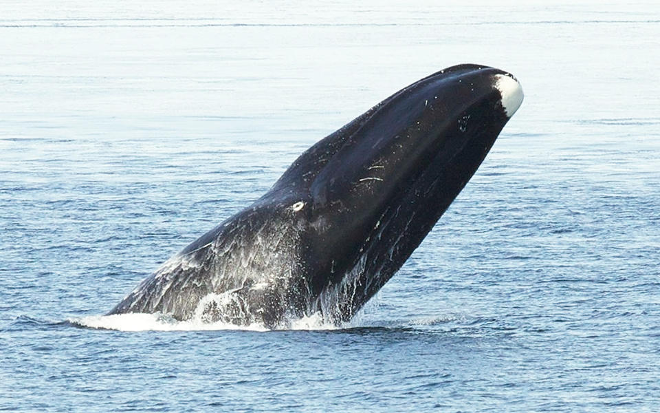οι-τοξοκέφαλες-φάλαινες-τραγουδούν-fre-2244791
