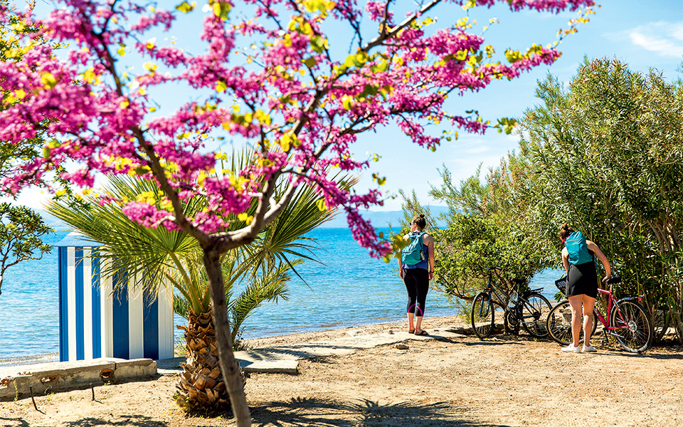 αίγινα-πικνίκ-κάτω-από-τις-ελιές-2244133