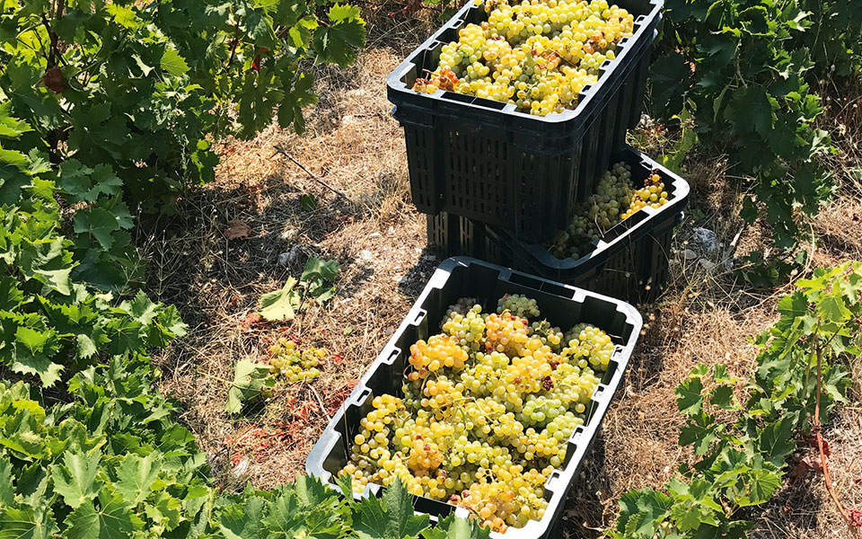 όταν-θα-πας-στη-σάμο-2242412