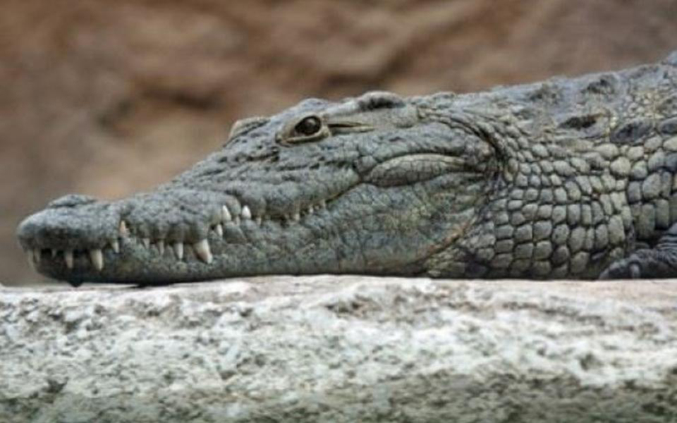 εκστρατεία-για-τα-ζώα-και-τα-πουλιά-που-2244260