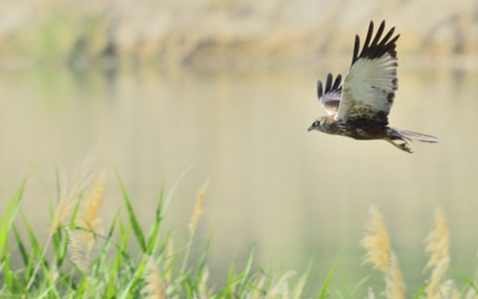 πέντε-ελληνικές-υποψηφιότητες-στον-τ-2245349