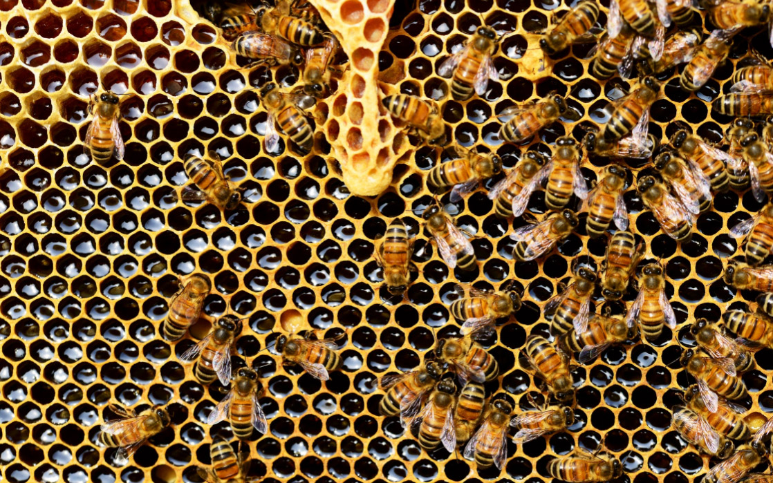 εε-απαγόρευση-ειδικών-εντομοκτόνων-γ-2247197