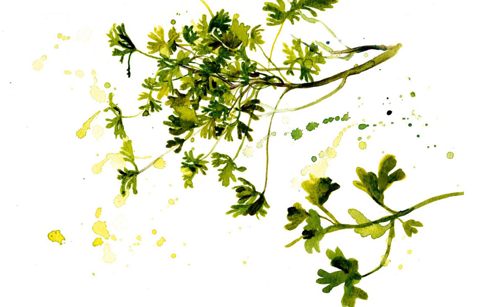 αρμπαρόριζα-2242475