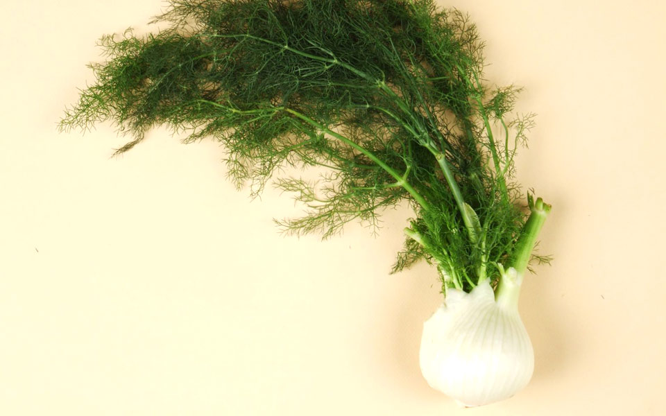 μάραθος-άγριος-ή-σπαρτός-2246952