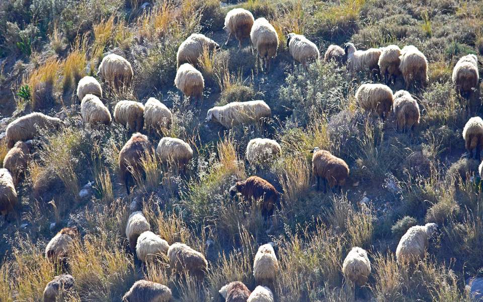 η-επαφή-με-τα-πρόβατα-ευνοεί-τη-σκλήρυν-2246127