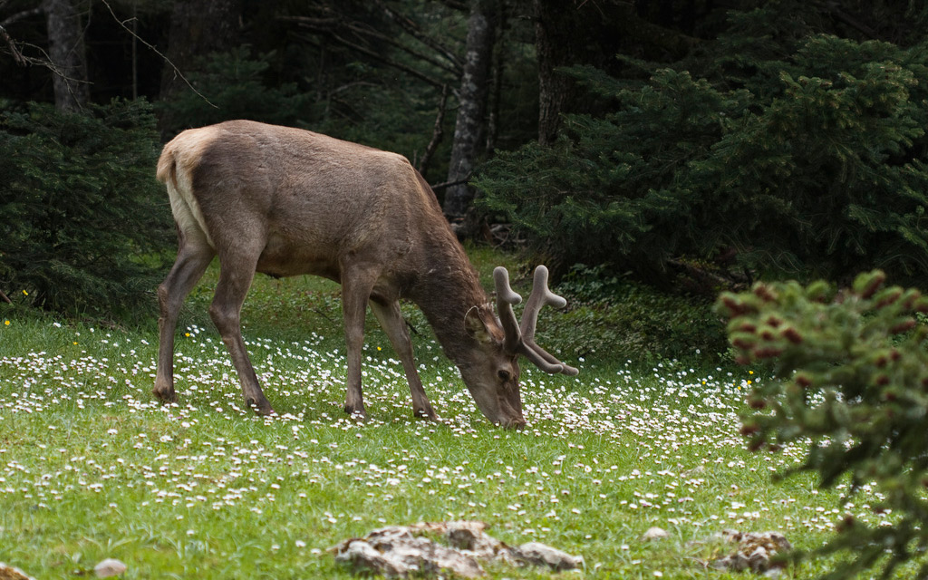 wwf-στα-πρόθυρα-εξαφάνισης-το-κόκκινο-ελ-2244078