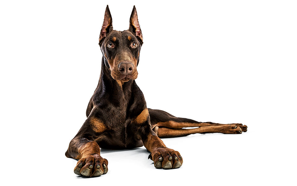 ο-σκύλος-ιφιγένεια-2245584