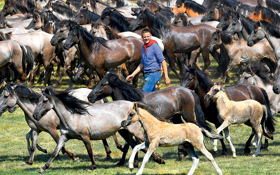 ντίλμεν-γερμανία-2253410