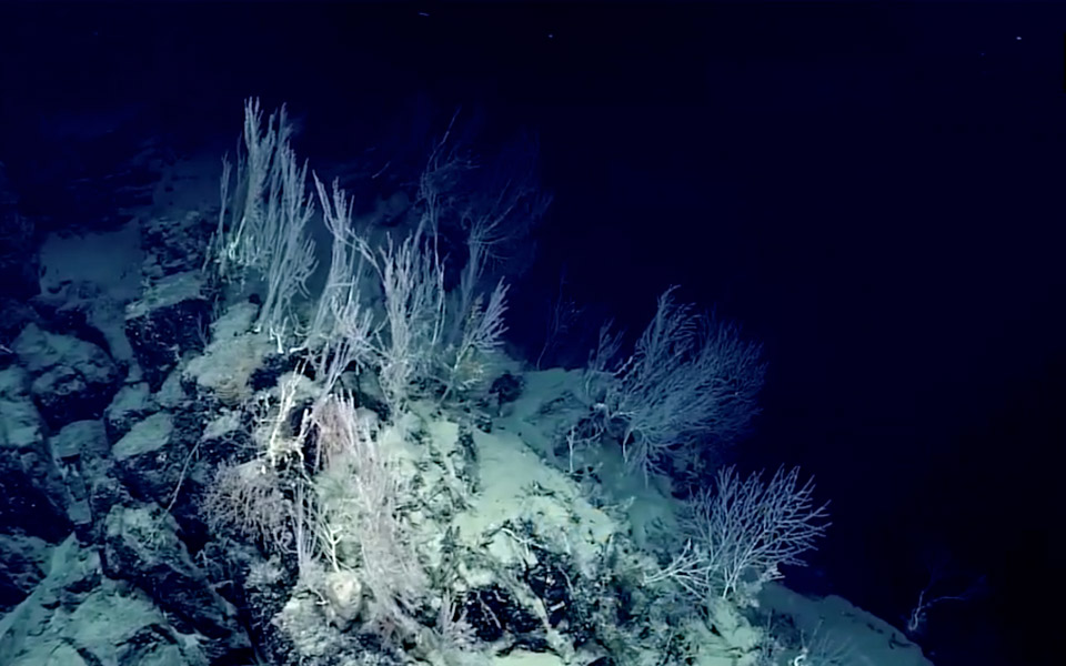 ενας-κήπος-από-κοράλλια-στα-βάθη-του-κό-2251682