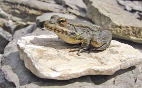 φονικός-μύκητας-εξολοθρεύει-αμφίβια-2249870