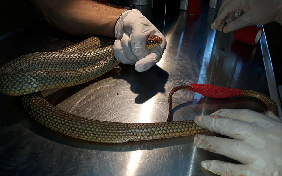 φίδι-δίπλα-σε-καροτσάκια-μεγάλου-σούπ-2251667