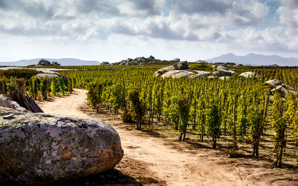 το-jurassic-park-του-ευρωπαϊκού-αμπελώνα-2250550