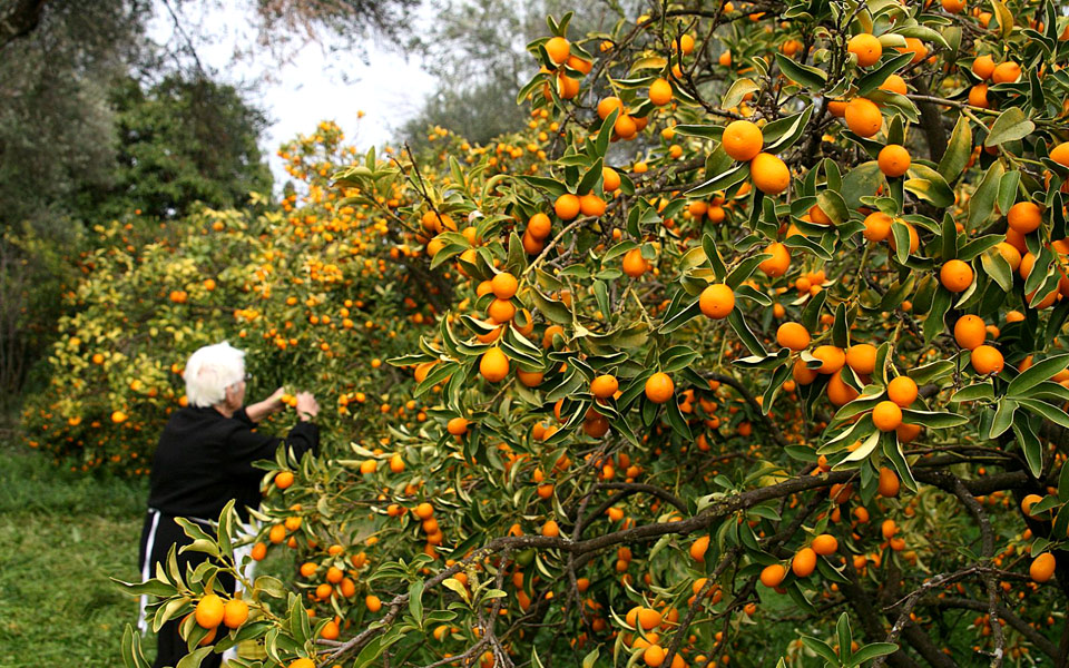 το-κουμκουάτ-όπως-δεν-το-έχουμε-ξαναδε-2252138