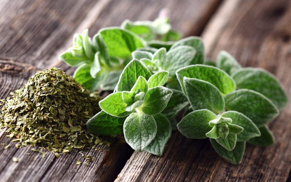 ρίγανη-2251883