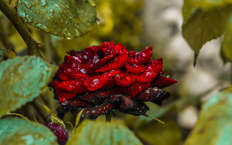 διαβάσθηκε-το-dna-του-τριαντάφυλλου-2247885