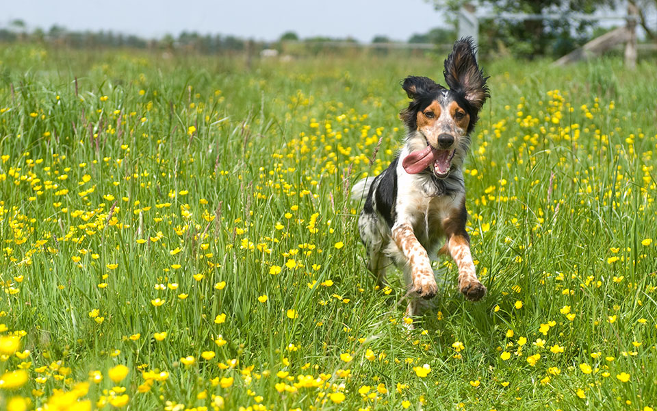 τα-παιδιά-εδώ-οι-σκύλοι-στο-βουνό-2250297