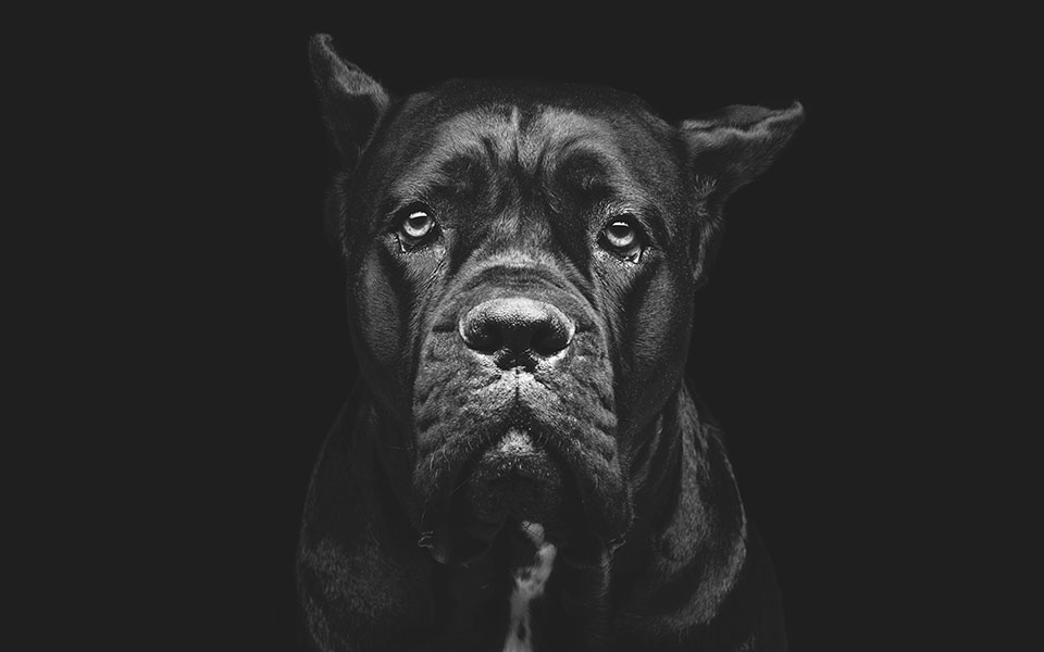 ο-σκύλος-φύλακας-μέρος-δεύτερο-2248937