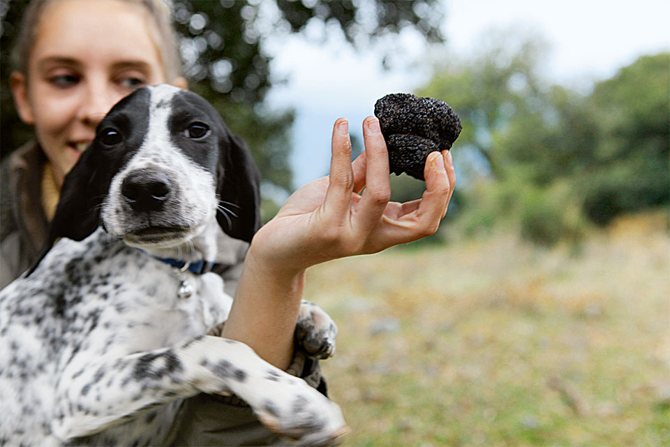 κυνήγι-τρούφας-και-surf-στην-άμμο-2251232