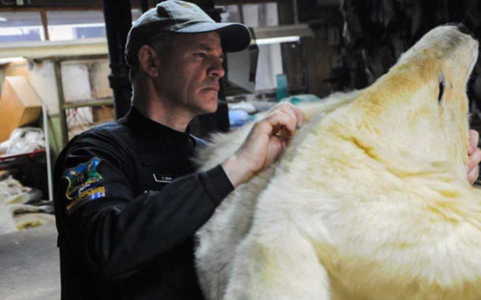 η-interpol-κατέσχεσε-πύθωνες-κροκόδειλους-κα-2257364