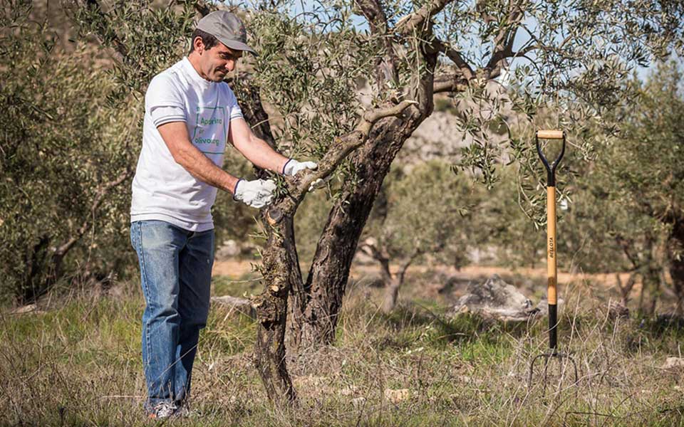 υιοθετώντας-μία-ελιά-αναβιώνοντας-έν-2256531