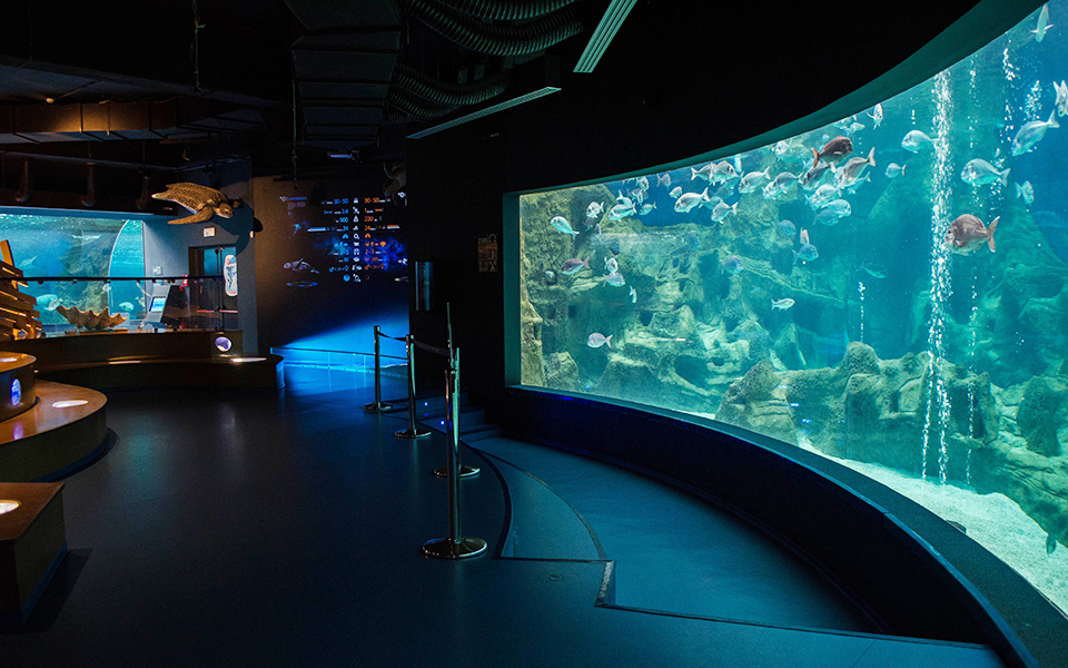 ενυδρείο-κρήτης-μια-βουτιά-στη-μεσό-2253797