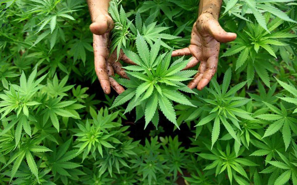 ολο-και-περισσότεροι-χρήστες-κάνναβη-2258456