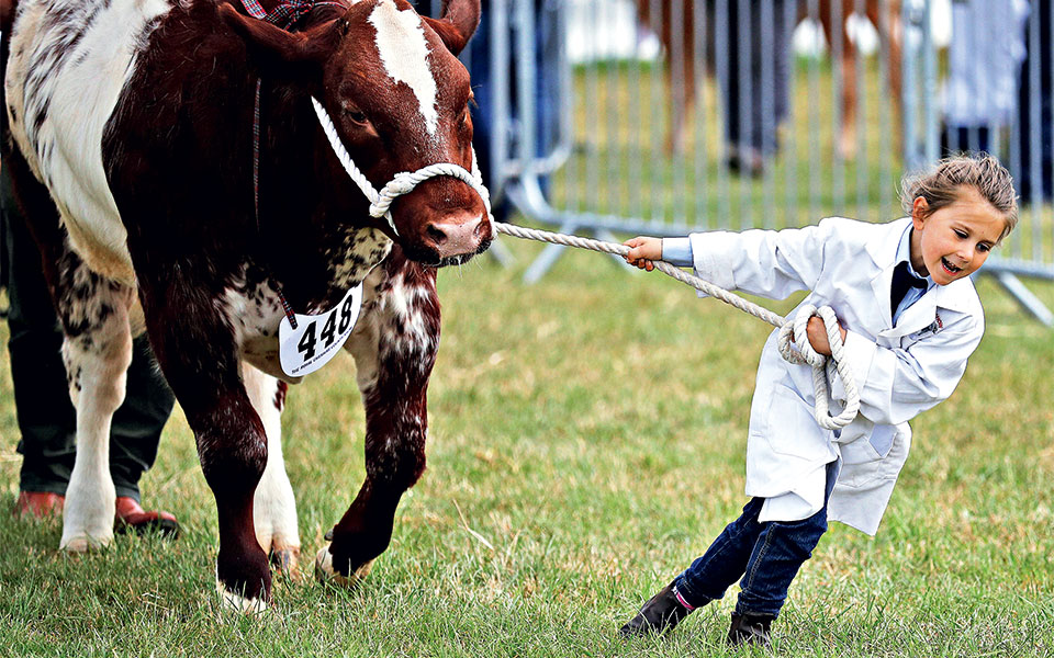 τσέσαϊρ-βρετανία-2259004