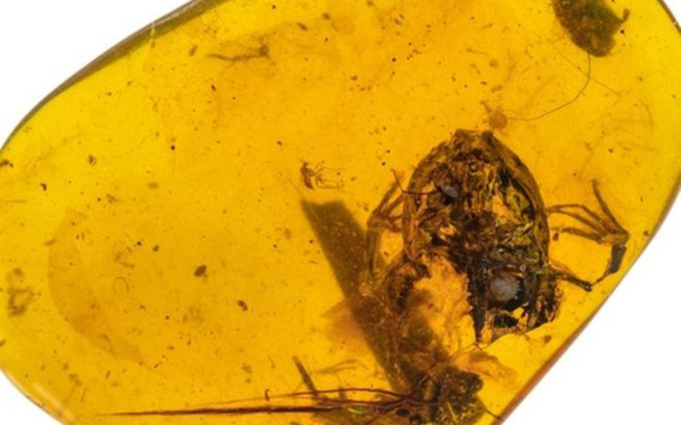 ανακαλύφθηκαν-βάτραχοι-παγιδευμένοι-2256215