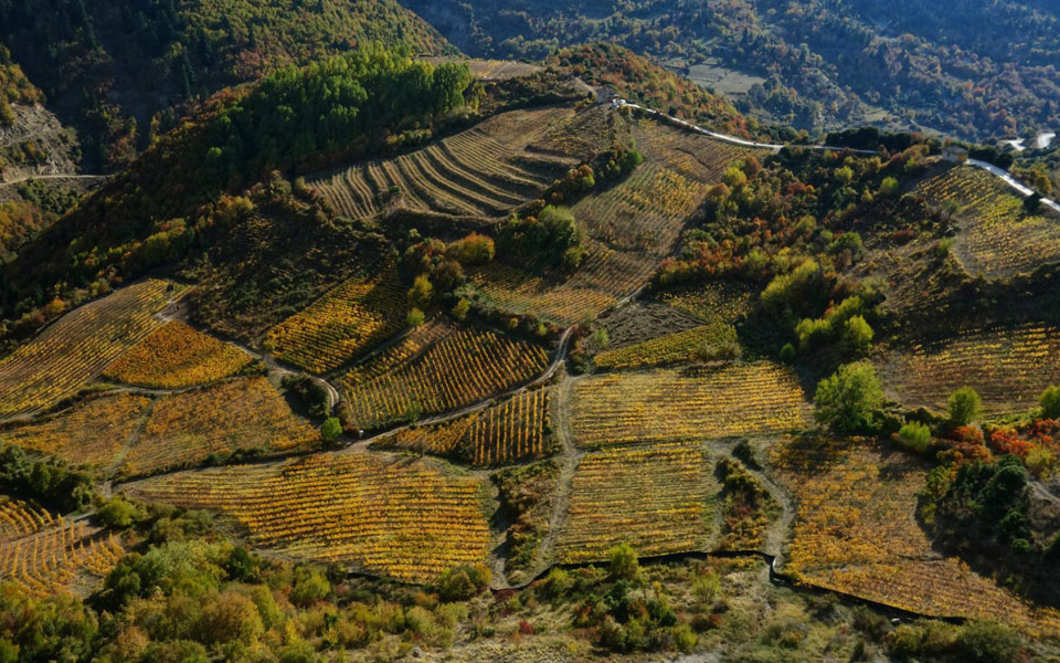 κατώγι-αβέρωφ-βουνίσιο-terroir-2255866
