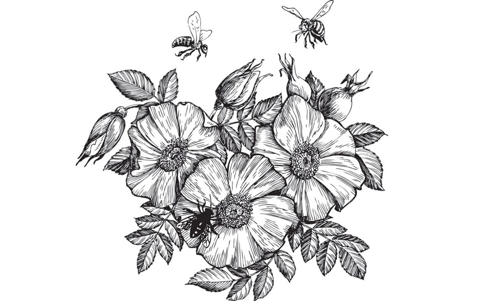 όταν-φεύγουν-οι-μέλισσες-2255649