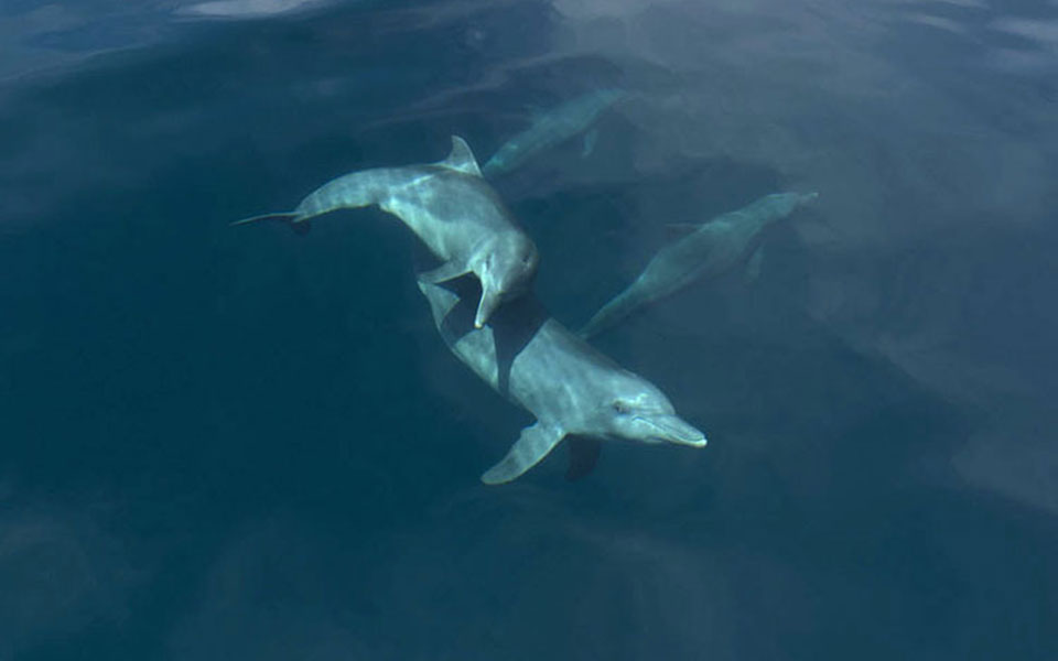 οι-ιπτάμενοι-καταγραφείς-κητωδών-2259519