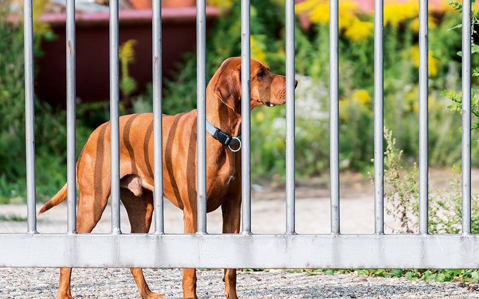 γίνε-άλφα-μείνε-άλφα-2256879