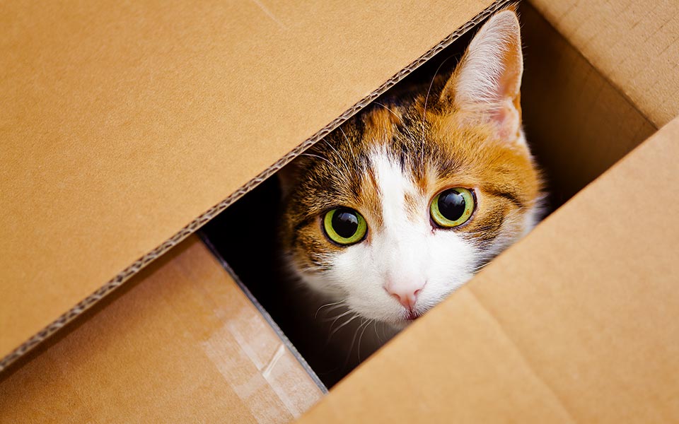 λεπτή-κόκκινη-γραμμή-2259060