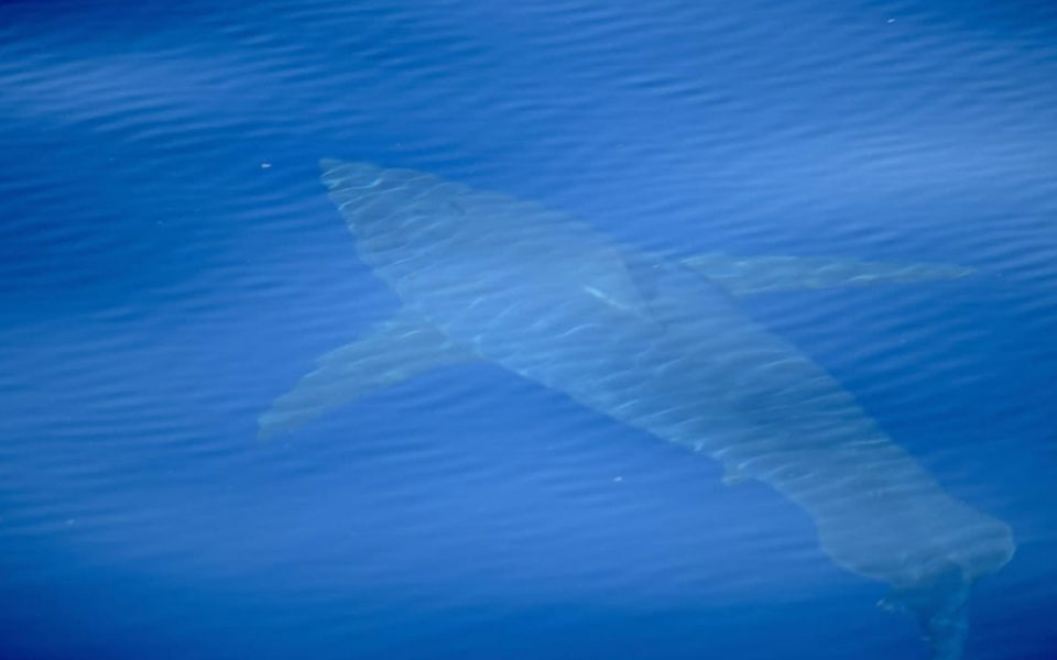 σπάνια-εμφάνιση-λευκού-καρχαρία-στη-μ-2259501