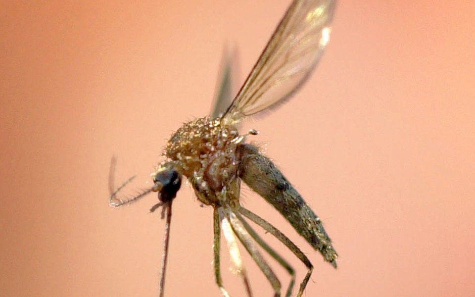 νέες-συνήθειες-για-λιγότερα-κουνούπι-2263927