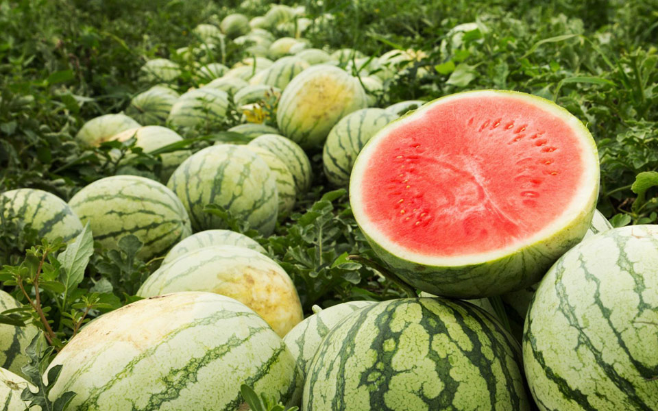 γιατί-μας-αρέσουν-τα-μεγάλα-καρπούζια-2262738
