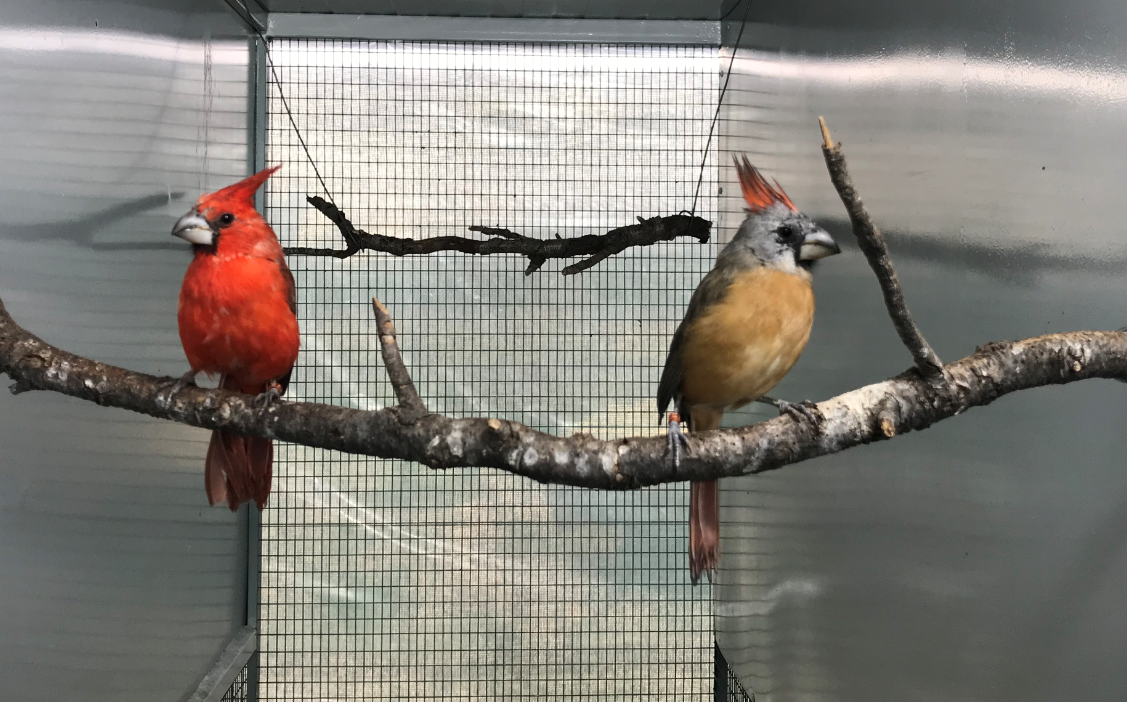 σπάνια-και-εξωτικά-πτηνά-γεννιούνται-2261118