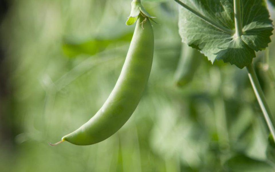 καύσωνας-και-ξηρασία-πλήττουν-τον-αγρ-2266461